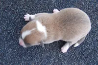 AKC Tucker, a male Pembroke Welsh Corgi for sale in Pittsburg, TX – Photo 3 of 6