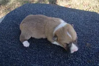 AKC Tuck, a male Pembroke Welsh Corgi for sale in Pittsburg, TX – Photo 3 of 3