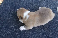 AKC Tuck, a male Pembroke Welsh Corgi for sale in Pittsburg, TX – Photo 2 of 3