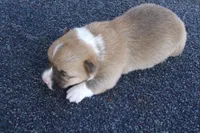 AKC Tuck, a male Pembroke Welsh Corgi for sale in Pittsburg, TX – Photo 1 of 3