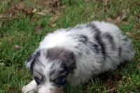 AKC Blue Merle Female, a female Australian Shepherd for sale in Pittsburg, TX – Photo 6 of 9