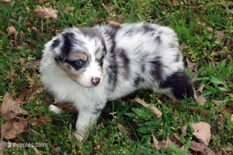 AKC Blue Merle Female, a female Australian Shepherd for sale in Pittsburg, TX – Photo 1 of 9