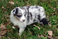 AKC Blue Merle Female, a female Australian Shepherd for sale in Pittsburg, TX – Photo 1 of 9