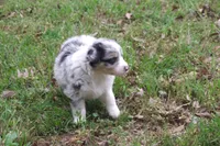AKC Blue Merle Female, a female Australian Shepherd for sale in Pittsburg, TX – Photo 4 of 9