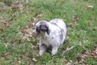 AKC Blue Merle Female, a female Australian Shepherd for sale in Pittsburg, TX – Photo 9 of 9