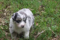 AKC Blue Merle Female, a female Australian Shepherd for sale in Pittsburg, TX – Photo 7 of 9