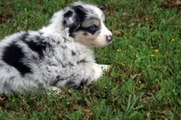AKC Blue Merle Female, a female Australian Shepherd for sale in Pittsburg, TX – Photo 5 of 9