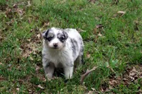 AKC Blue Merle Female, a female Australian Shepherd for sale in Pittsburg, TX – Photo 3 of 9