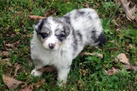 AKC Blue Merle Female, a female Australian Shepherd for sale in Pittsburg, TX – Photo 2 of 9
