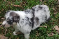AKC Blue Merle Female, a female Australian Shepherd for sale in Pittsburg, TX – Photo 8 of 9