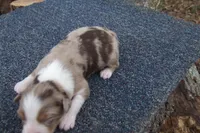 AKC RED MERLE FEMALE BELLA, a female Australian Shepherd for sale in Pittsburg, TX – Photo 4 of 6