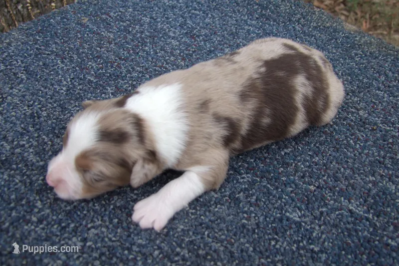 AKC RED MERLE FEMALE BELLA, a female Australian Shepherd for sale in Pittsburg, TX – Photo 1 of 6