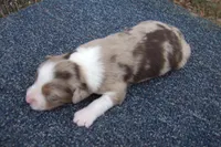 AKC RED MERLE FEMALE BELLA, a female Australian Shepherd for sale in Pittsburg, TX – Photo 1 of 6