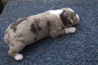 AKC RED MERLE FEMALE BELLA, a female Australian Shepherd for sale in Pittsburg, TX – Photo 2 of 6