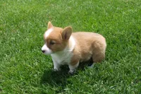 BUTTON AKC FEMALE, a female Pembroke Welsh Corgi for sale in Pittsburg, TX – 5 of 7
