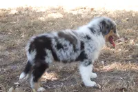 AKC Koda - Blue Merle Male, a male Australian Shepherd for sale in Pittsburg, TX – 2 of 9