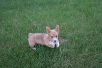 AKC - Female Corgi, a female Pembroke Welsh Corgi for sale in Pittsburg, TX – 9 of 9