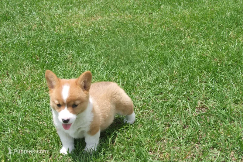 BUTTON AKC FEMALE – Pembroke Welsh Corgi puppy for sale in Pittsburg, TX