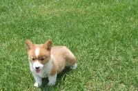 BUTTON AKC FEMALE, a female Pembroke Welsh Corgi for sale in Pittsburg, TX – 1 of 6