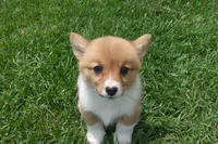BUTTON AKC FEMALE, a female Pembroke Welsh Corgi for sale in Pittsburg, TX – 3 of 6