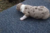 AKC RED MERLE FEMALE, a female Australian Shepherd for sale in Pittsburg, TX – Photo 4 of 6