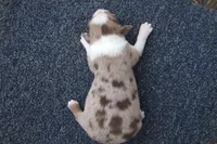 AKC RED MERLE FEMALE, a female Australian Shepherd for sale in Pittsburg, TX – Photo 2 of 6