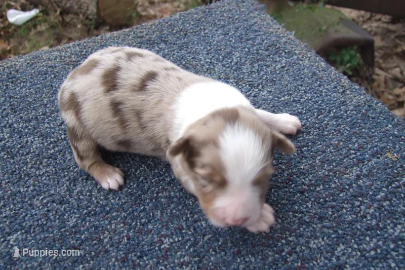 AKC RED MERLE FEMALE