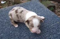 AKC RED MERLE FEMALE, a female Australian Shepherd for sale in Pittsburg, TX – Photo 1 of 6