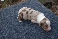 AKC RED MERLE FEMALE, a female Australian Shepherd for sale in Pittsburg, TX – Photo 3 of 6