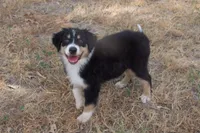 AKC BLACK TRI FEMALE , a female Australian Shepherd for sale in Pittsburg, TX – 1 of 7