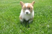 BUTTON AKC FEMALE, a female Pembroke Welsh Corgi for sale in Pittsburg, TX – 2 of 7