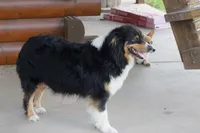 AKC BLACK TRI FEMALE , a female Australian Shepherd for sale in Pittsburg, TX – 7 of 7