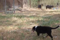 AKC BLACK TRI FEMALE , a female Australian Shepherd for sale in Pittsburg, TX – 5 of 7