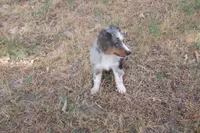 AKC BELLA - BLUE MERLE FEMALE , a female Australian Shepherd for sale in Pittsburg, TX – 3 of 9