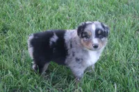 Bella AKC BMF, a female Australian Shepherd for sale in Pittsburg, TX – Photo 8 of 9