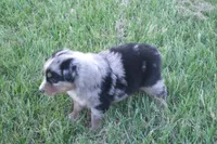 Bella AKC BMF, a female Australian Shepherd for sale in Pittsburg, TX – Photo 6 of 9
