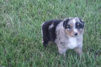 Bella AKC BMF, a female Australian Shepherd for sale in Pittsburg, TX – Photo 2 of 9