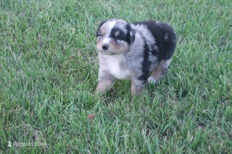 Bella AKC BMF, a female Australian Shepherd for sale in Pittsburg, TX – Photo 1 of 9