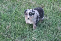 Bella AKC BMF, a female Australian Shepherd for sale in Pittsburg, TX – Photo 7 of 9