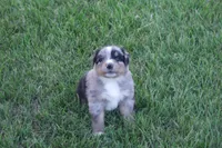 Bella AKC BMF, a female Australian Shepherd for sale in Pittsburg, TX – Photo 3 of 9