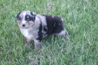 Bella AKC BMF, a female Australian Shepherd for sale in Pittsburg, TX – Photo 5 of 9