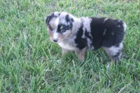 Bella AKC BMF, a female Australian Shepherd for sale in Pittsburg, TX – Photo 9 of 9