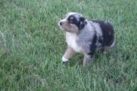 Bella AKC BMF, a female Australian Shepherd for sale in Pittsburg, TX – Photo 4 of 9