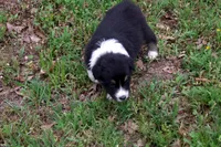 AKC Black Tri Female, a female Australian Shepherd for sale in Pittsburg, TX – Photo 4 of 6