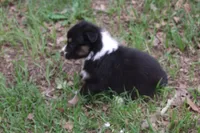 AKC Black Tri Female, a female Australian Shepherd for sale in Pittsburg, TX – Photo 3 of 6