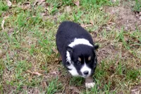 AKC Black Tri Female, a female Australian Shepherd for sale in Pittsburg, TX – Photo 5 of 6