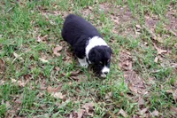 AKC Black Tri Female, a female Australian Shepherd for sale in Pittsburg, TX – Photo 1 of 6