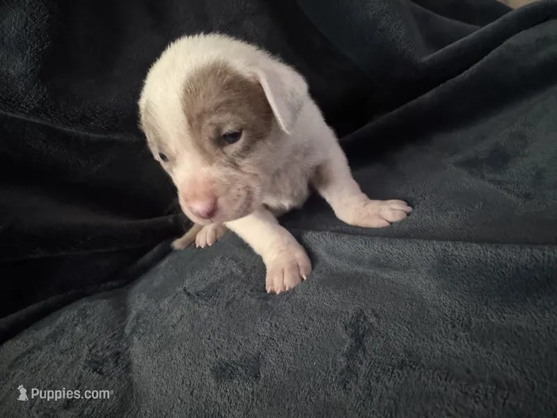 Blondie – American Staffordshire Terrier puppy for sale in Erie, PA