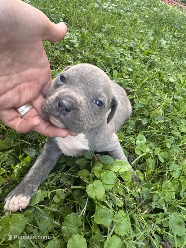 Granger  – American Staffordshire Terrier, American Pit Bull Terrier puppy for sale in Erie, PA