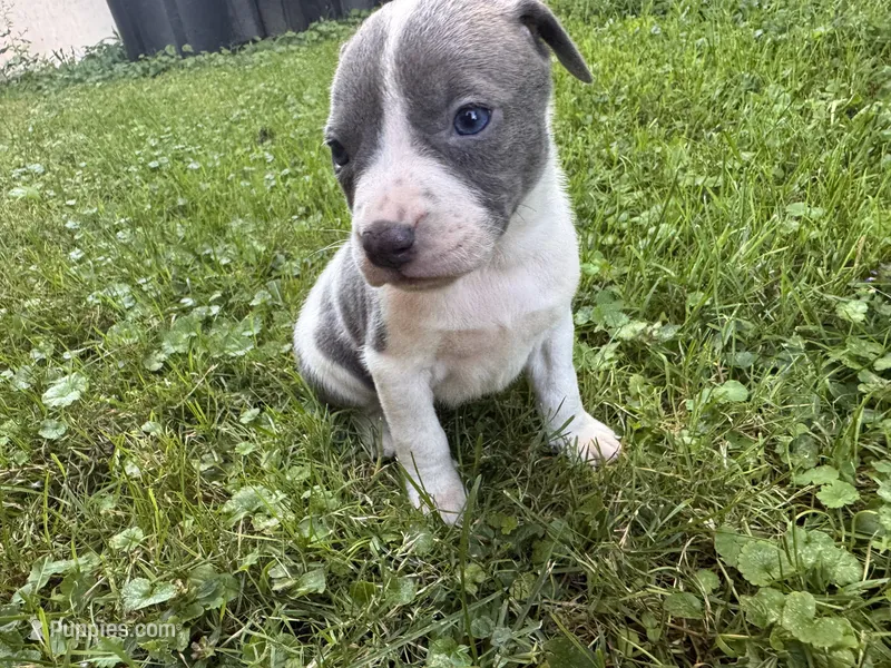 Gracie – American Staffordshire Terrier puppy for sale in Erie, PA